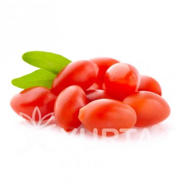 Goji Lycium barbarum...